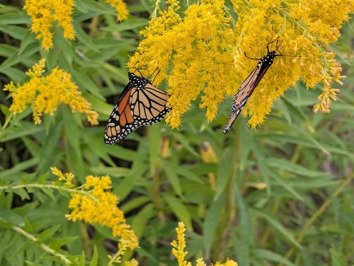 Monarch