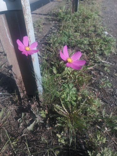 garden cosmos
