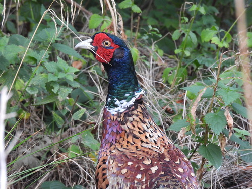 Ring-necked Pheasant