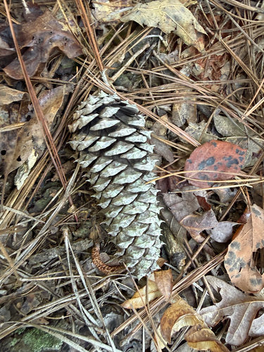 Pinus taeda, photograph 6