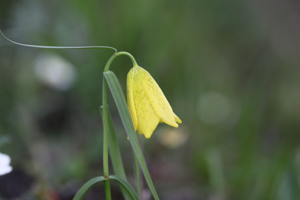 Fritillaria przewalskii