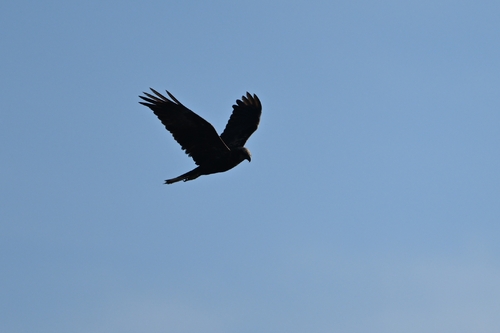 Western Marsh Harrier