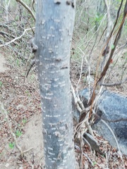 Amphipterygium adstringens