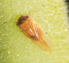 Ctenarytaina longicauda