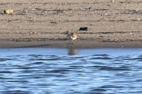 Dunlin