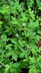 Geranium sibiricum, photograph (c) Анна Митрошенкова, some rights reserved (CC BY)