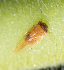 Ctenarytaina longicauda