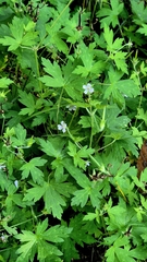 Geranium sibiricum, photograph (c) Анна Митрошенкова, some rights reserved (CC BY)