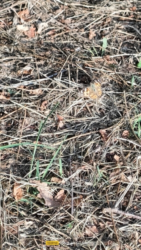 Painted Lady