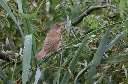 Great Reed Warbler