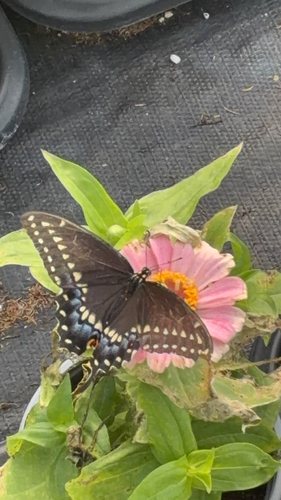 Black Swallowtail