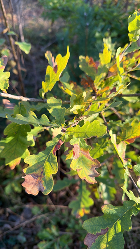 English oak