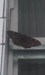 Lepidoptera