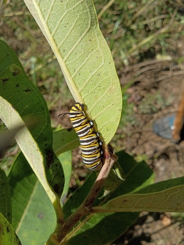 Monarch