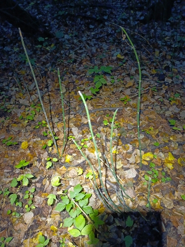rough horsetail