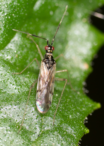 Dicyphus hesperus photo 2