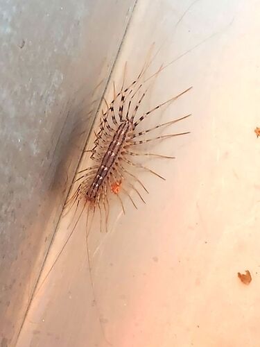 House Centipede