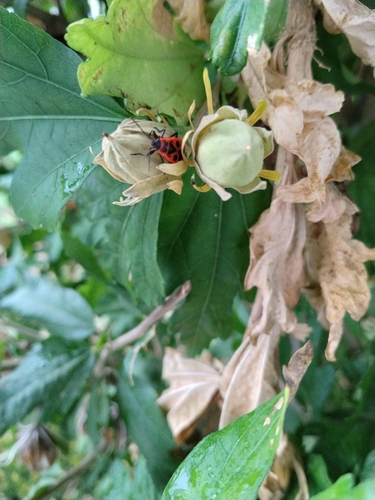 European Firebug