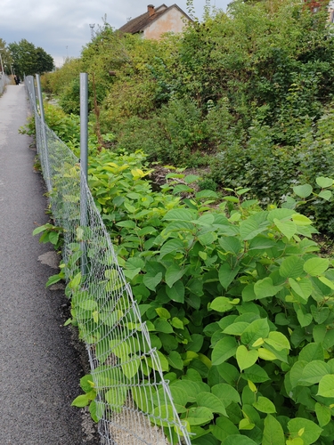 Japanese knotweed