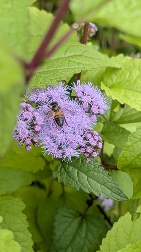 Western Honey Bee