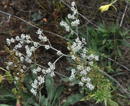 annual buckwheat