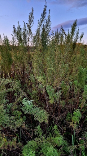 Artemisia abrotanum, photograph 6