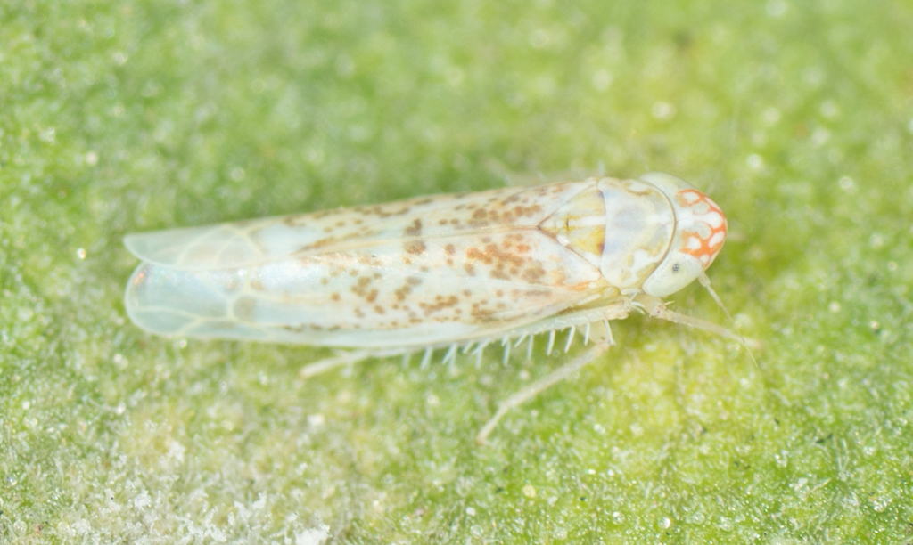 Empoascini