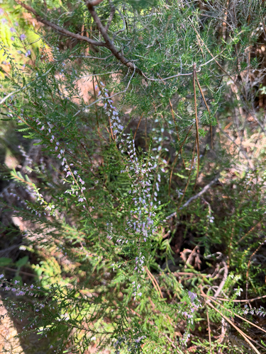common heather