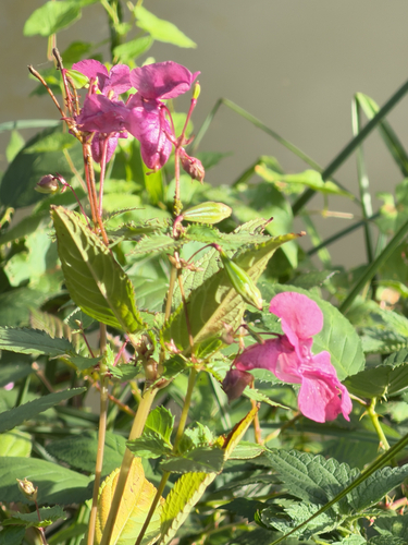 Himalayan balsam