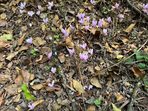 Ivy-leaved cyclamen