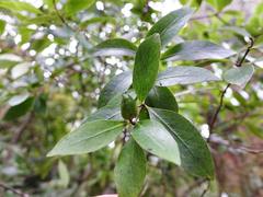 Pittosporum cornifolium