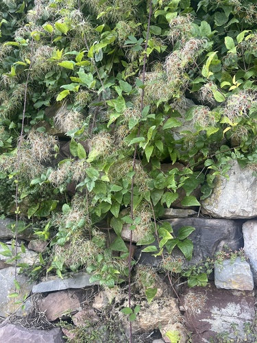 Old man's beard