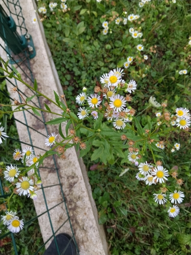 annual fleabane