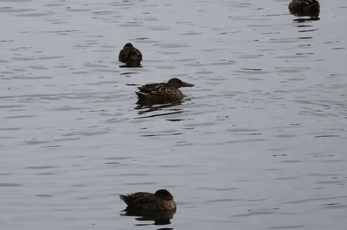 Northern Shoveler