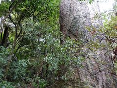 Pittosporum cornifolium