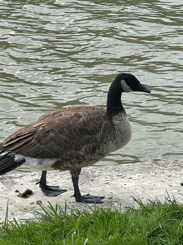 Canada Goose