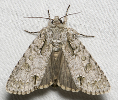 Acronicta spinigera