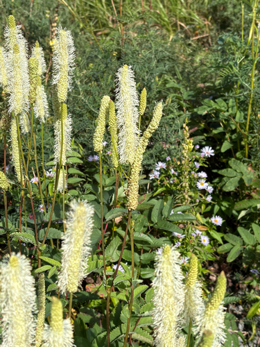 Canadian burnet