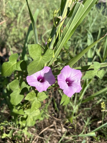 Tievine
