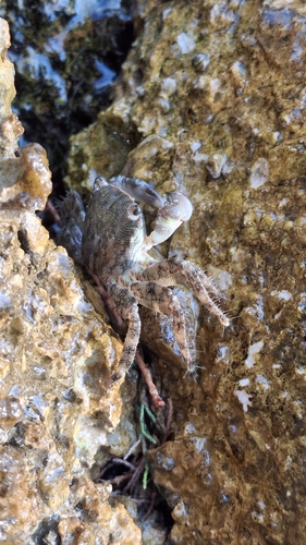 Marbled Crab