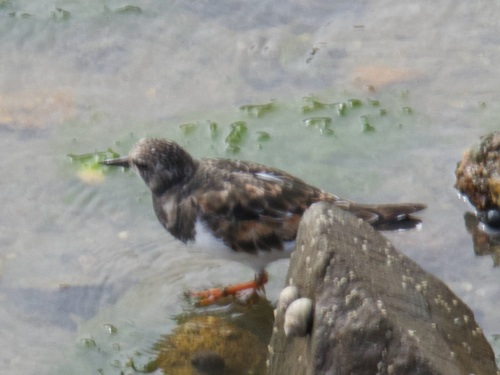 Ruddy Turnstone
