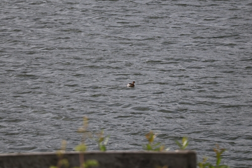 Little Grebe