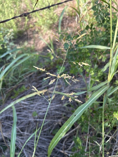 Johnson grass