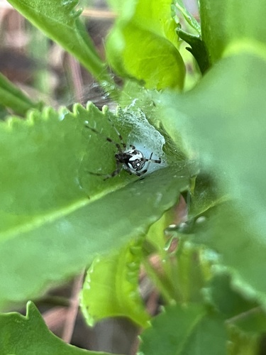 Labyrinth Orbweaver