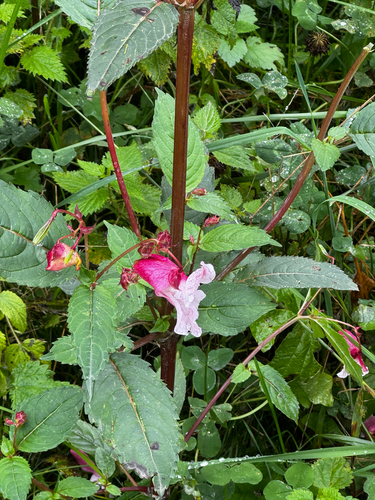 Himalayan balsam