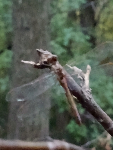 Vagrant Darter