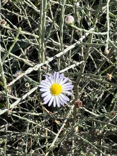 southern annual saltmarsh aster