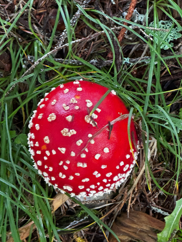 Fly Agaric