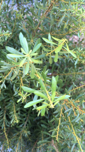 wax myrtle