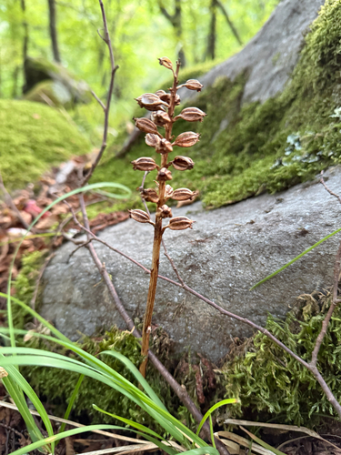 bird's-nest orchid